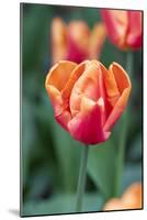 Emperor Tulip I-Dana Styber-Mounted Photographic Print