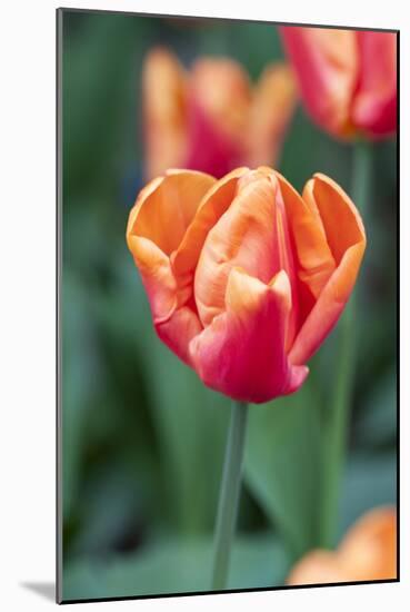 Emperor Tulip I-Dana Styber-Mounted Photographic Print