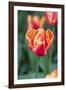 Emperor Tulip I-Dana Styber-Framed Photographic Print