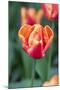 Emperor Tulip I-Dana Styber-Mounted Photographic Print