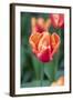 Emperor Tulip I-Dana Styber-Framed Photographic Print