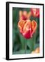 Emperor Tulip I-Dana Styber-Framed Photographic Print