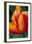 Emperor Tulip II-Dana Styber-Framed Photographic Print