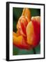 Emperor Tulip II-Dana Styber-Framed Photographic Print