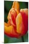 Emperor Tulip II-Dana Styber-Mounted Photographic Print