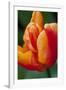 Emperor Tulip II-Dana Styber-Framed Photographic Print