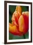 Emperor Tulip II-Dana Styber-Framed Photographic Print