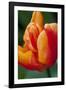 Emperor Tulip II-Dana Styber-Framed Photographic Print