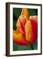 Emperor Tulip II-Dana Styber-Framed Photographic Print