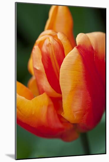 Emperor Tulip II-Dana Styber-Mounted Photographic Print