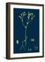 Empetrum Nigrum; Crow-Berry-null-Framed Giclee Print