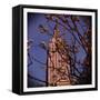 Empire State Building in the Spring, Manhattan, New York City-Sabine Jacobs-Framed Stretched Canvas