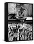 Employee of Fish Stall in the Old City Market-Robert W^ Kelley-Framed Stretched Canvas