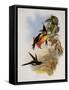 Empress Hummingbird, Eugenia Imperatrix-John Gould-Framed Stretched Canvas