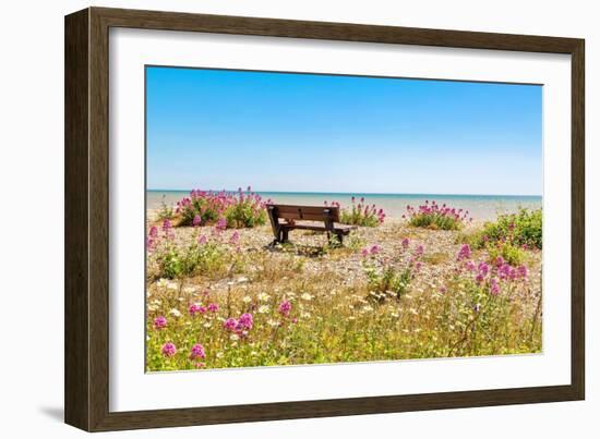 Empty bench amid wildflowers on the shingle beach at Pevensey Bay, East Sussex-Barry Davis-Framed Photographic Print