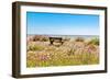 Empty bench amid wildflowers on the shingle beach at Pevensey Bay, East Sussex-Barry Davis-Framed Photographic Print