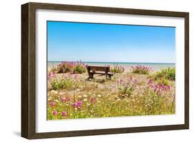 Empty bench amid wildflowers on the shingle beach at Pevensey Bay, East Sussex-Barry Davis-Framed Photographic Print