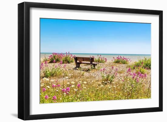 Empty bench amid wildflowers on the shingle beach at Pevensey Bay, East Sussex-Barry Davis-Framed Photographic Print