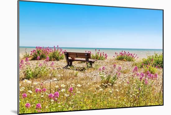 Empty bench amid wildflowers on the shingle beach at Pevensey Bay, East Sussex-Barry Davis-Mounted Photographic Print