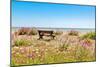 Empty bench amid wildflowers on the shingle beach at Pevensey Bay, East Sussex-Barry Davis-Mounted Photographic Print