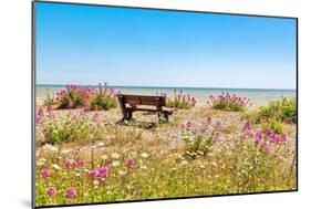 Empty bench amid wildflowers on the shingle beach at Pevensey Bay, East Sussex-Barry Davis-Mounted Photographic Print