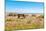 Empty bench amid wildflowers on the shingle beach at Pevensey Bay, East Sussex-Barry Davis-Mounted Photographic Print