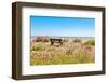 Empty bench amid wildflowers on the shingle beach at Pevensey Bay, East Sussex-Barry Davis-Framed Photographic Print