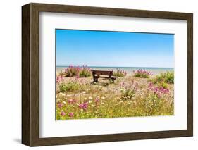 Empty bench amid wildflowers on the shingle beach at Pevensey Bay, East Sussex-Barry Davis-Framed Photographic Print