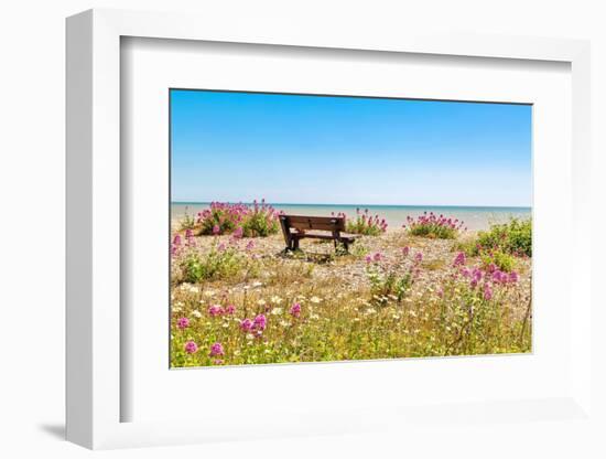 Empty bench amid wildflowers on the shingle beach at Pevensey Bay, East Sussex-Barry Davis-Framed Photographic Print