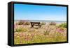 Empty bench amid wildflowers on the shingle beach at Pevensey Bay, East Sussex-Barry Davis-Framed Stretched Canvas