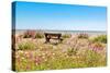 Empty bench amid wildflowers on the shingle beach at Pevensey Bay, East Sussex-Barry Davis-Stretched Canvas