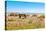 Empty bench amid wildflowers on the shingle beach at Pevensey Bay, East Sussex-Barry Davis-Stretched Canvas