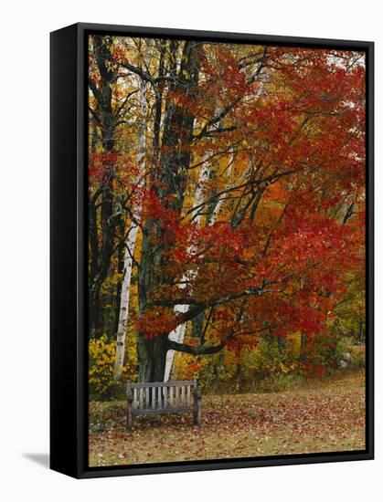 Empty Bench under Maple Tree, Twin Ponds Farm, West River Valley, Vermont, USA-Scott T^ Smith-Framed Stretched Canvas