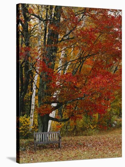 Empty Bench under Maple Tree, Twin Ponds Farm, West River Valley, Vermont, USA-Scott T^ Smith-Stretched Canvas