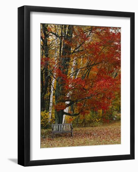 Empty Bench under Maple Tree, Twin Ponds Farm, West River Valley, Vermont, USA-Scott T^ Smith-Framed Photographic Print