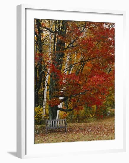 Empty Bench under Maple Tree, Twin Ponds Farm, West River Valley, Vermont, USA-Scott T^ Smith-Framed Photographic Print