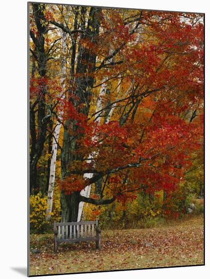 Empty Bench under Maple Tree, Twin Ponds Farm, West River Valley, Vermont, USA-Scott T^ Smith-Mounted Photographic Print