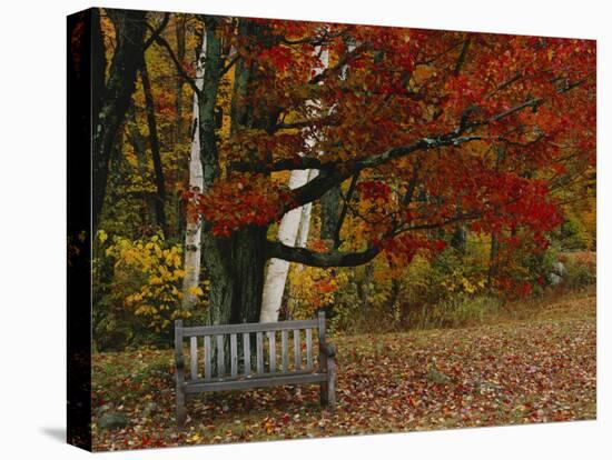 Empty Bench under Maple Tree, Twin Ponds Farm, West River Valley, Vermont, USA-Scott T^ Smith-Stretched Canvas