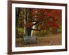 Empty Bench under Maple Tree, Twin Ponds Farm, West River Valley, Vermont, USA-Scott T^ Smith-Framed Photographic Print