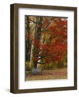 Empty Bench under Maple Tree, Twin Ponds Farm, West River Valley, Vermont, USA-Scott T^ Smith-Framed Photographic Print