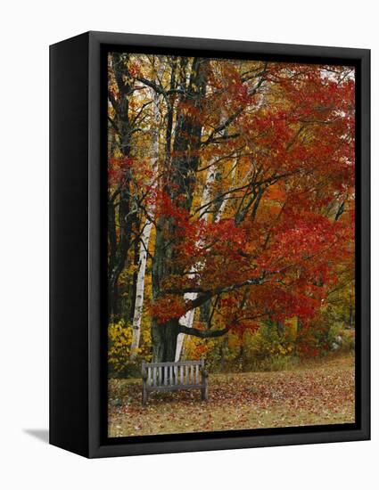Empty Bench under Maple Tree, Twin Ponds Farm, West River Valley, Vermont, USA-Scott T^ Smith-Framed Stretched Canvas