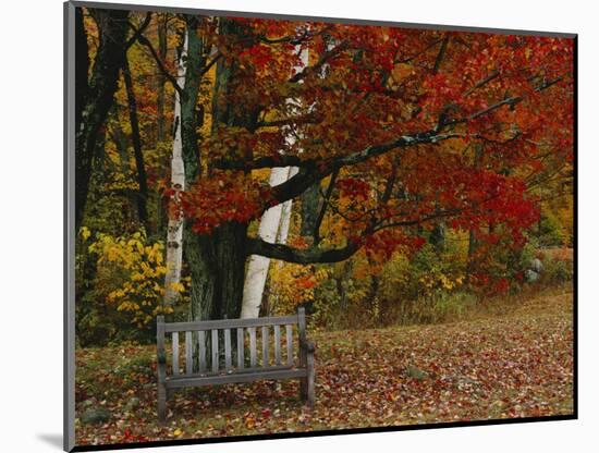 Empty Bench under Maple Tree, Twin Ponds Farm, West River Valley, Vermont, USA-Scott T^ Smith-Mounted Photographic Print