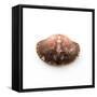 Empty Crab Shell-Clive Nolan-Framed Stretched Canvas