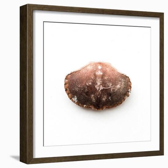 Empty Crab Shell-Clive Nolan-Framed Photographic Print