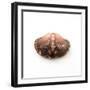 Empty Crab Shell-Clive Nolan-Framed Photographic Print