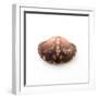 Empty Crab Shell-Clive Nolan-Framed Photographic Print