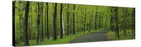 Empty Road Passing through a Forest, Peninsula State Park, Door County, Wisconsin, USA-null-Stretched Canvas