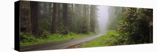 Empty Road Passing through a Forest, Redwood National Park, California, USA-null-Stretched Canvas