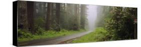 Empty Road Passing through a Forest, Redwood National Park, California, USA-null-Stretched Canvas