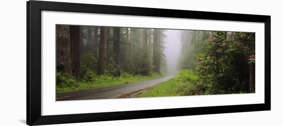 Empty Road Passing through a Forest, Redwood National Park, California, USA-null-Framed Photographic Print